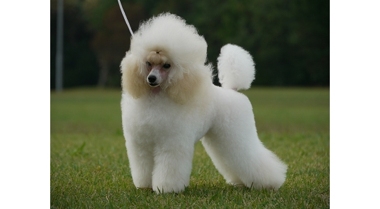 トイプードル ホワイト 子犬