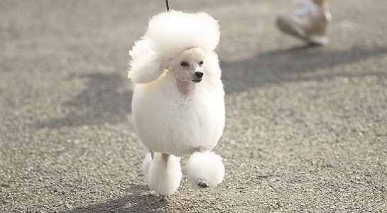 トイプードル ホワイト 子犬