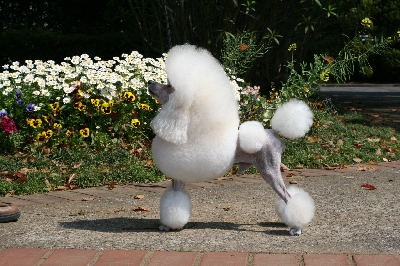 トリマー塾