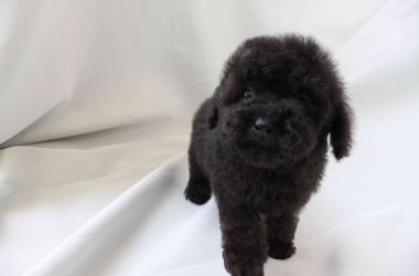 ホワイト男の子