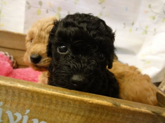 トイプードルブラック