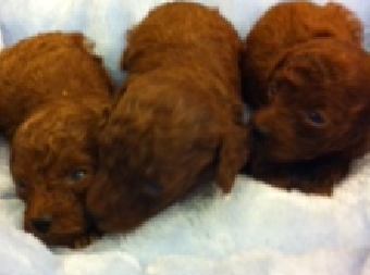 トイプードルレッド