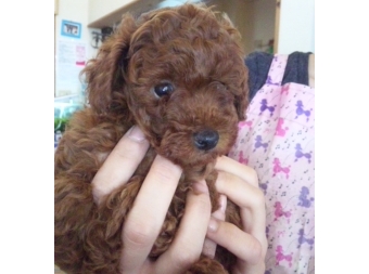 トイプードルレッド