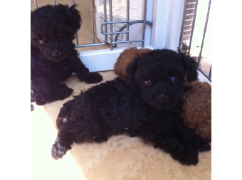 トイプードルブラック