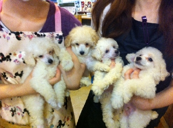 トイプードルホワイト