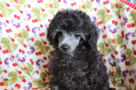 トイプードル　シルバー