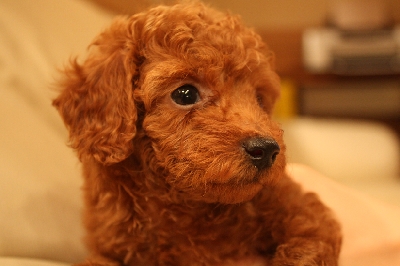 トイプードル　レッド