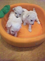 トイプードルホワイト