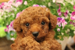 トイプードル　子犬販売