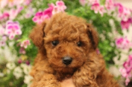 トイプードル　子犬販売