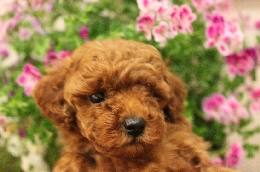 トイプードル　子犬販売