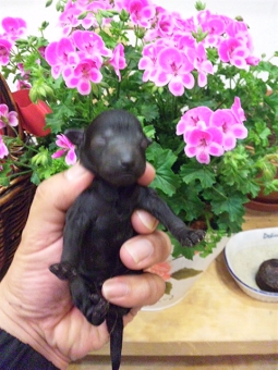 トイプードルブリーダー