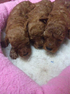 トイプードルブリーダー