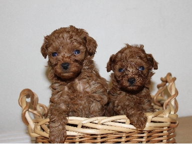 トイプードル　ブリーダー