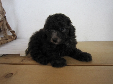 トイプードル　ブリーダー