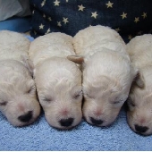 トイプードル　ホワイト　子犬