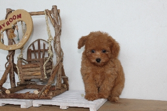 プードル　アプリコット