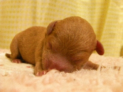 トイプードル　子犬