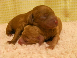 トイプードル　子犬