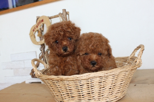 トイプードル　レッド　子犬