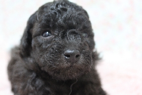トイプードル　子犬