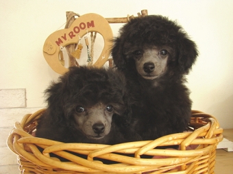 トイプードル　シルバー　子犬