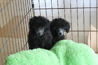 トイプードル　シルバー　子犬