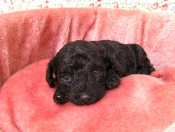 トイプードル　子犬