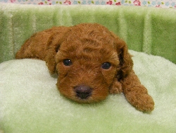 トイプードル　子犬