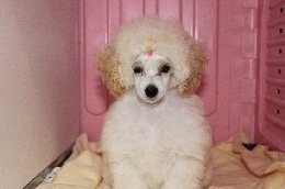 トイプードル　ホワイト　子犬