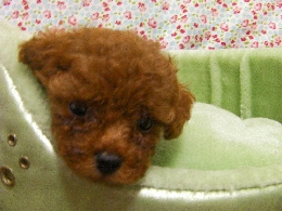 トイプードル　子犬