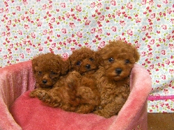 トイプードル　レッド　子犬