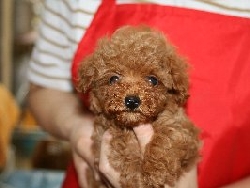 トイプードル　レッド　子犬