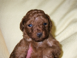 トイプードル　レッド　子犬