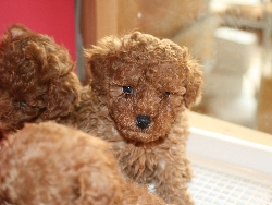 トイプードル　子犬