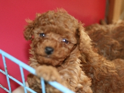トイプードル　子犬