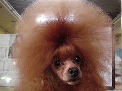 トイプードル　交配犬