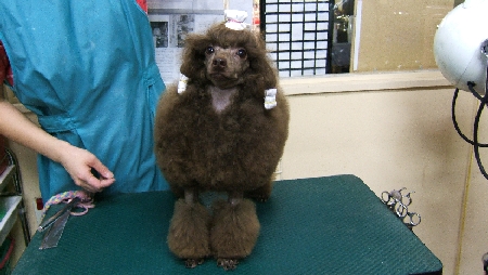 トイプードル交配犬