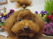 トイプードル　交配犬