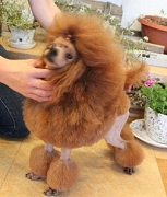 トイプードル交配犬