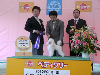 ドッグショー　画像