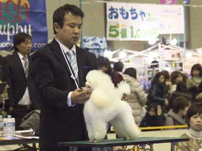 ドッグショー　画像