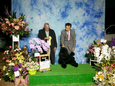 ドッグショー　画像