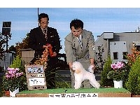 ドッグショー　画像