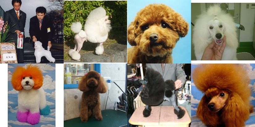 トリミングスクール　トリマー塾　トリマースクール