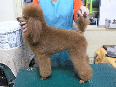 トリミングスクール