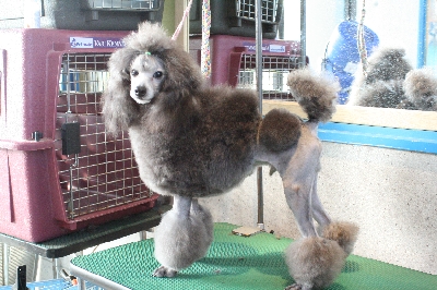 トリミングスクール