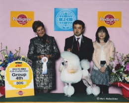 ミディアムプードル