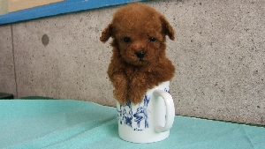 ティーカップブリーダー