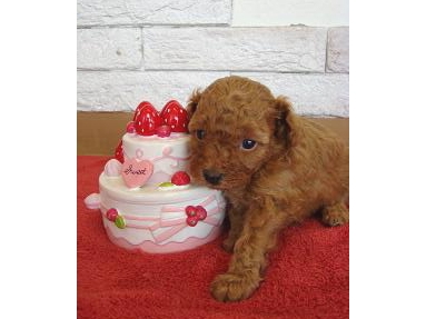 プードル　レッド